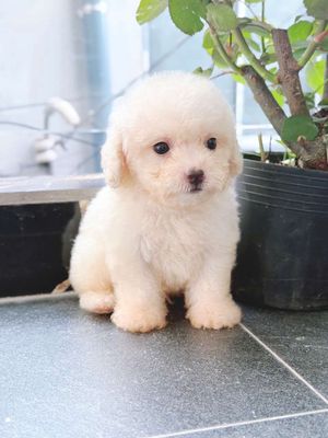 Chó Poodle Tiny Đực Trắng Kem