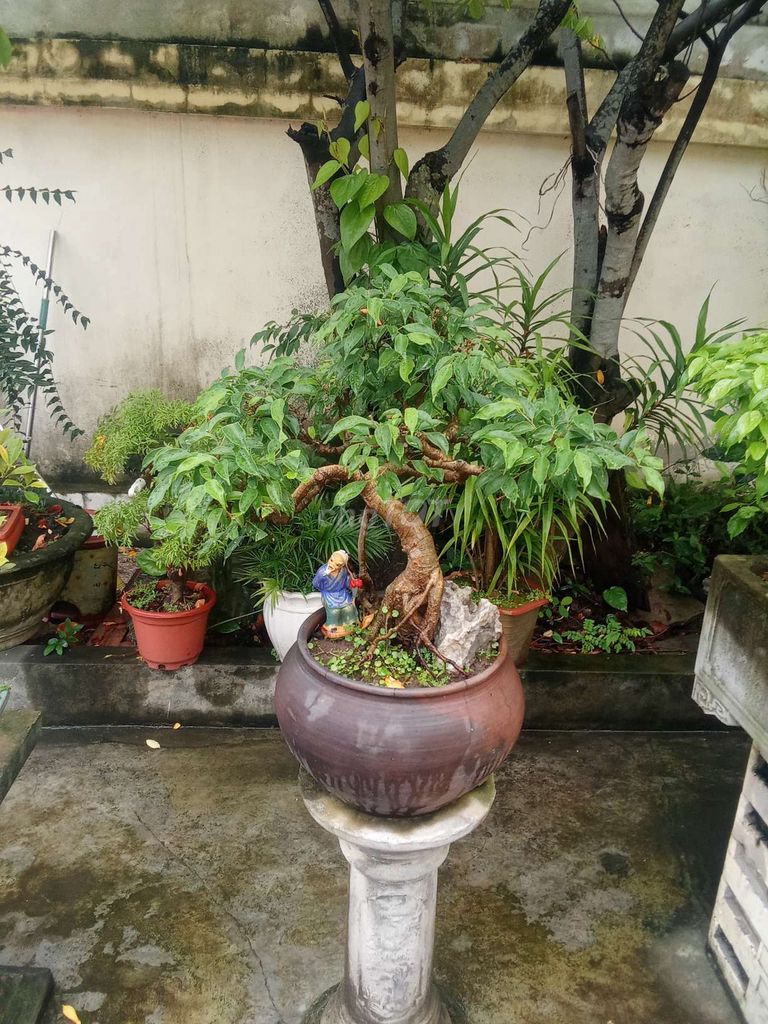 Cây sanh Bonsai chum. Mua bán Cây cảnh, đồ trang trí tại Huyện An Dương Hải Phòng được đăng bởi lexus hình 1