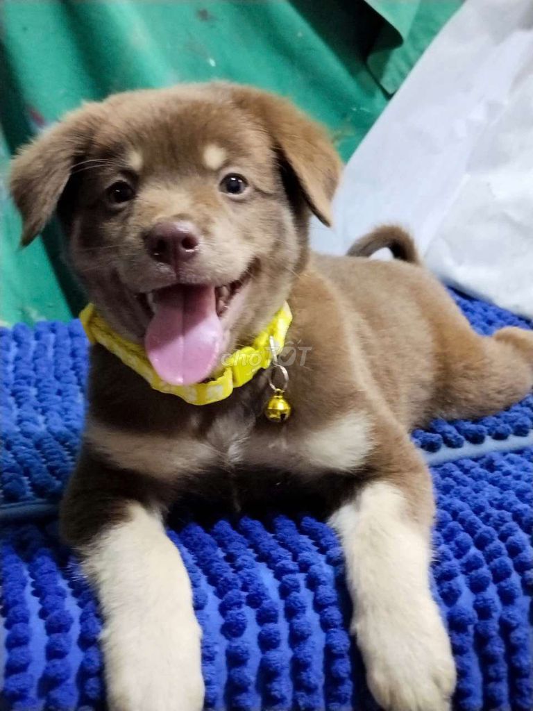 Chó Alaska Đực Socola thông minh có móng đeo đôi. Mua bán Chó tại Quận Bình Tân Tp Hồ Chí Minh được đăng bởi Nguyễn Hằng hình 1