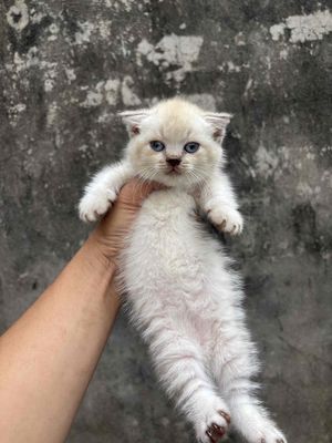 Mèo Munchkin