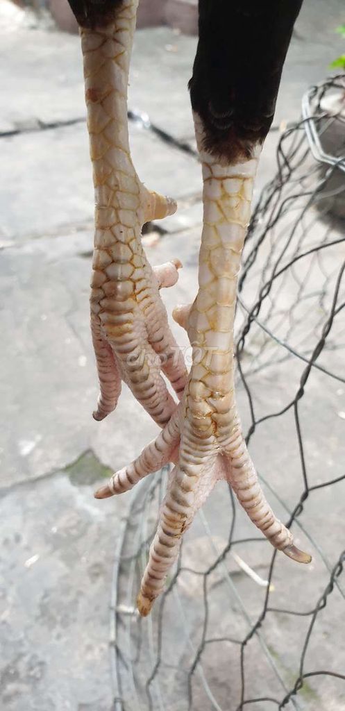 Gà điều chân trắng cán vuông