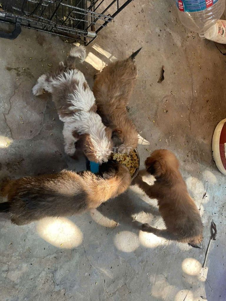 Chó Poodle Nâu Trắng Đực Cái Khỏe Mạnh. Mua bán Chó tại undefined Hà Nội được đăng bởi sơn rabbit hình 1