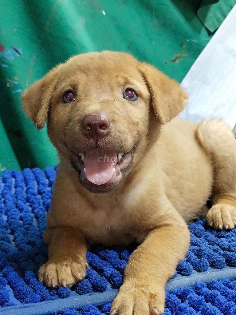 Chó Labrador mắt xanh ngọc long lanh thân thiện . Mua bán Chó tại Quận Bình Tân Tp Hồ Chí Minh được đăng bởi Nguyễn Hằng hình 1