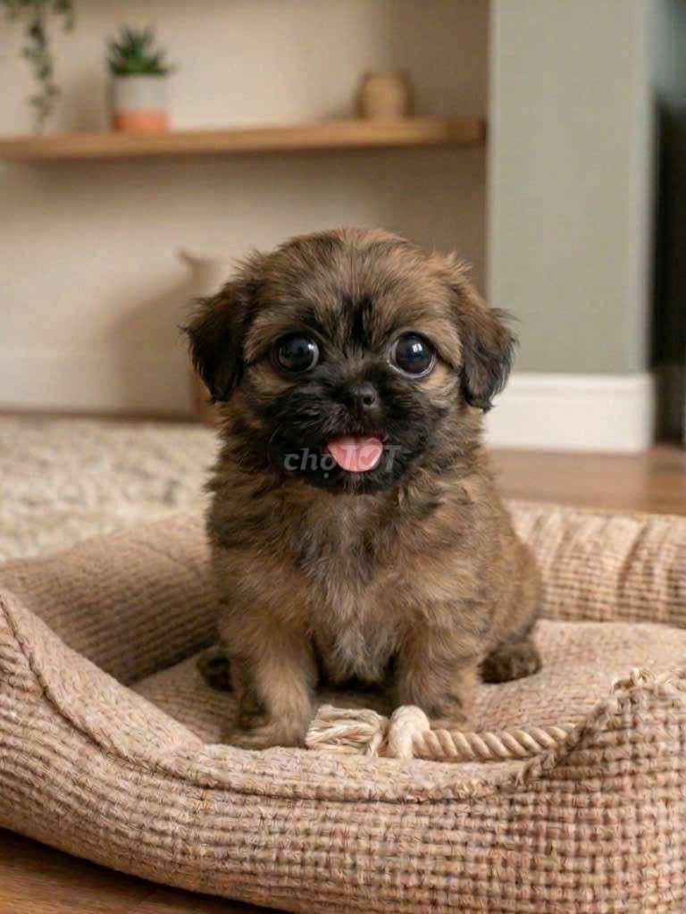 Bichon lai Poodle siêu cưng, rất nịnh chủ. Mua bán Chó tại Quận Tân Bình Tp Hồ Chí Minh được đăng bởi Linh Lan hình 1