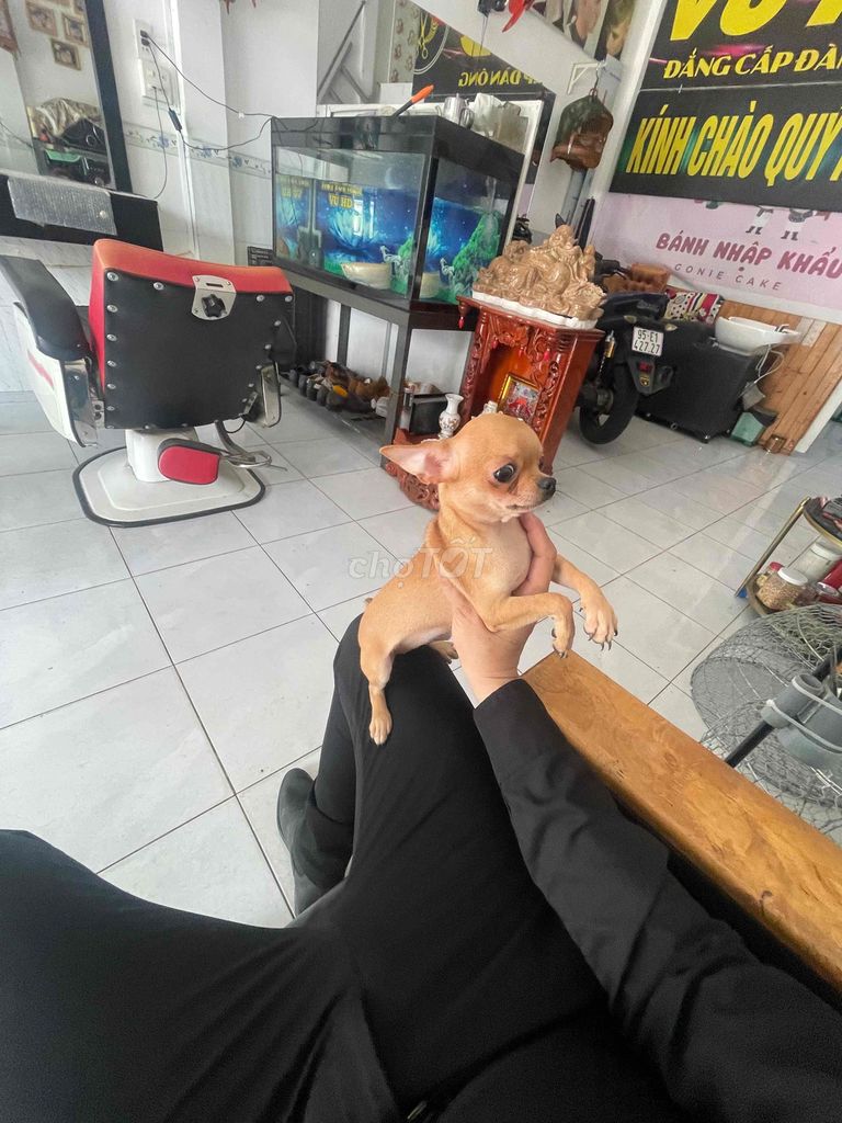 Chó Chihuahua cái 4 tháng màu Nâu. Mua bán Chó tại Quận Ninh Kiều Cần Thơ được đăng bởi Changtrajlangtu HD hình 1