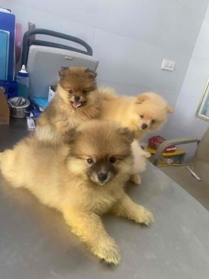 Phốc sóc nhà đẻ