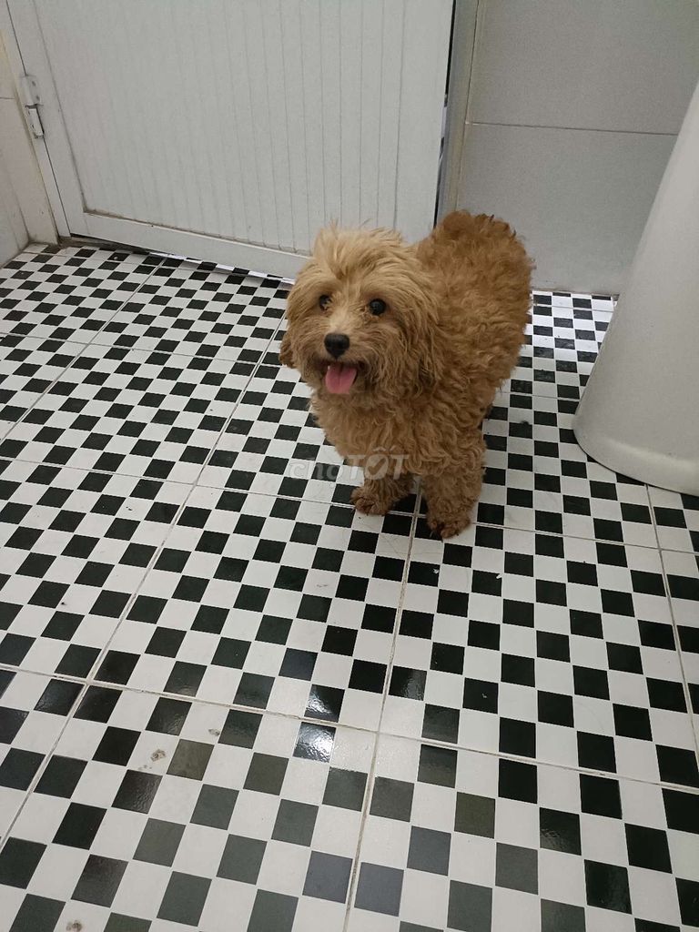 Chó Poodle Cái lớn,chưa sinh rất vui nhộn quấn chủ. Mua bán Chó tại Huyện An Dương Hải Phòng được đăng bởi Hoang Anh hình 1