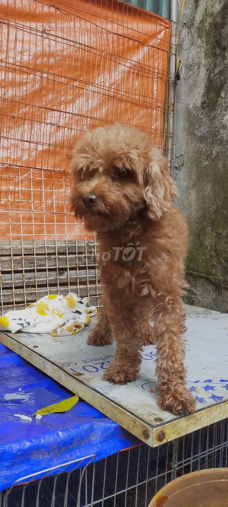 Chó Poodle cái gần 1 tuổi. Mua bán Chó tại Quận Ba Đình Hà Nội được đăng bởi Đào quang Trung hình 1