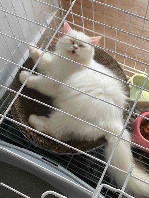 Mèo ALD mắt 2 màu cần tìm nhà mới. Mua bán Mèo tại Thành phố Thủ Đức Tp Hồ Chí Minh được đăng bởi TianAnn