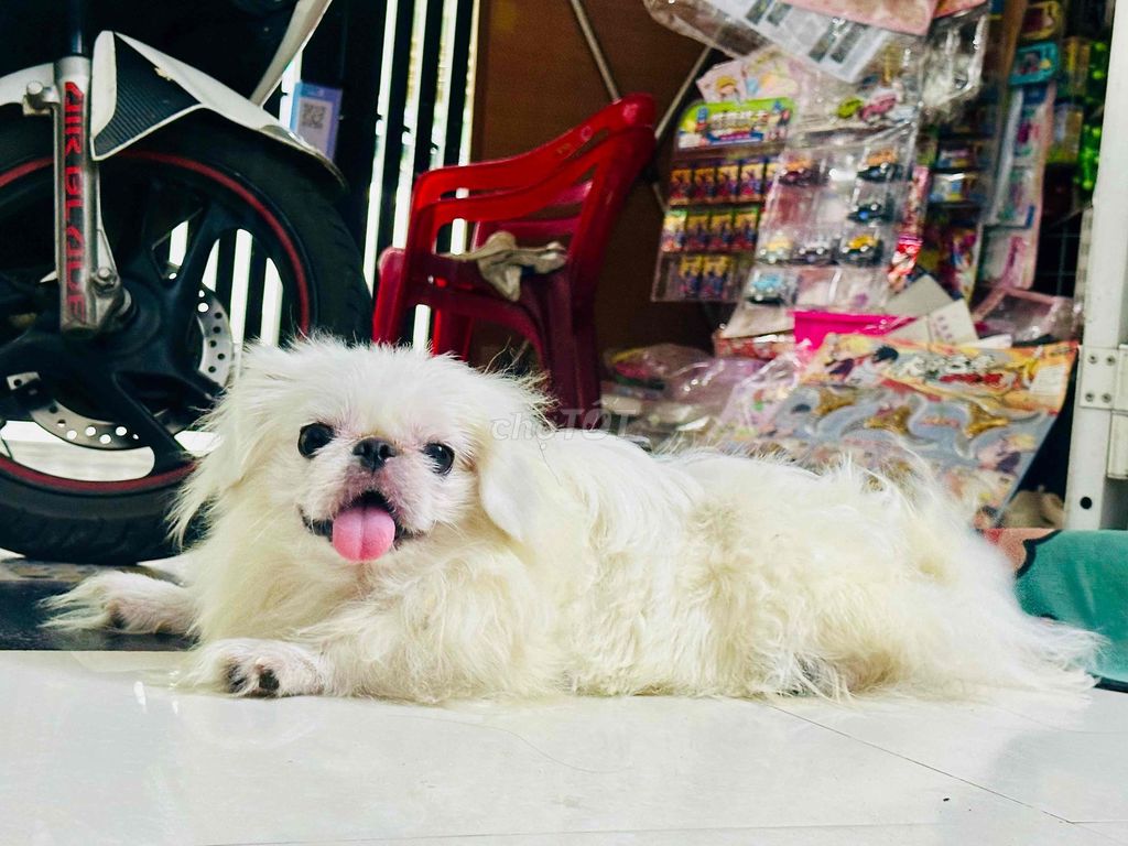 Dịch vụ phối giống Bắc Kinh đực trắng. Mua bán Phụ kiện, Thức ăn, Dịch vụ tại Quận Gò Vấp Tp Hồ Chí Minh được đăng bởi Thư hình 1