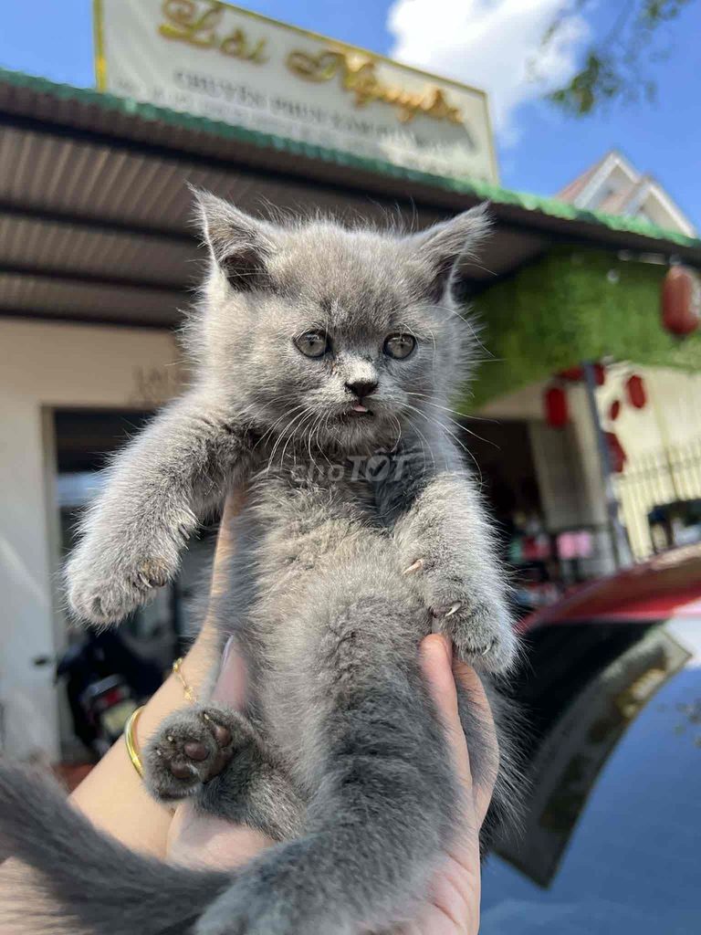 Mèo Anh lông ngắn Xám. Mua bán Mèo tại Thành phố Buôn Ma Thuột Đắk Lắk được đăng bởi trần ngô hình 1