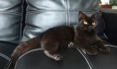 Mèo Anh lông ngắn đen, rất hiếm của mèo ALN