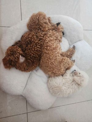 TÌM CHỦ THẬT SỰ YÊU THƯƠNG BÉ. Mua bán Chó tại Quận 12 Tp Hồ Chí Minh được đăng bởi Đào Anh