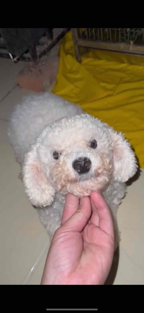 size tini trắng tinh giới tính cái đang cbi salo. Mua bán Chó tại Quận Ba Đình Hà Nội được đăng bởi Nguyễn Hoàng hình 3