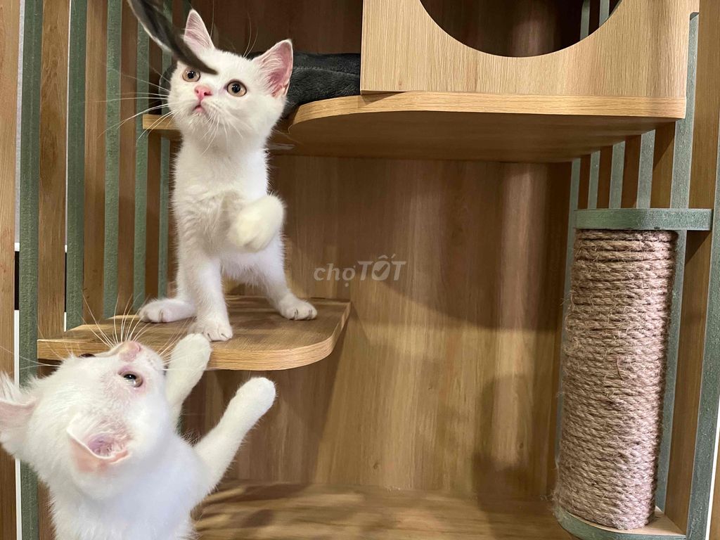 Mèo anh lông ngắn Q7. Mua bán Mèo tại Quận 7 Tp Hồ Chí Minh được đăng bởi Bùi Thị Ngọc Hồng  hình 2