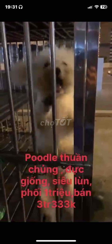 Poodle thuần chủng , đực giống, siêu lùn, phối 1tr. Mua bán Chó tại Quận 8 Tp Hồ Chí Minh được đăng bởi Cửa Hàng Thanh Lý Đồ Cũ Mới hình 3