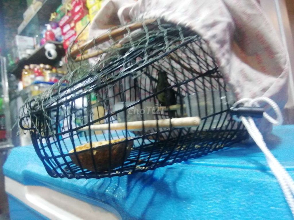 Chim cảnh 8 tháng khỏe mạnh hót hay. Mua bán Chim tại Quận 3 Tp Hồ Chí Minh được đăng bởi Huyền hình 1