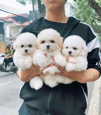 Chó Poodle Trắng Cả hai