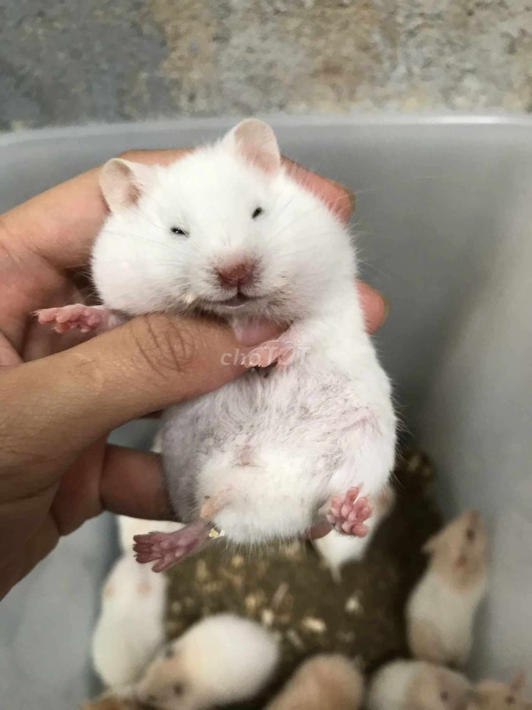 Chuột Hamster Bear trắng Baby. Mua bán Thú cưng khác tại Quận Bình Tân Tp Hồ Chí Minh được đăng bởi Ở trọ bày đặt bán chụtt hình 1