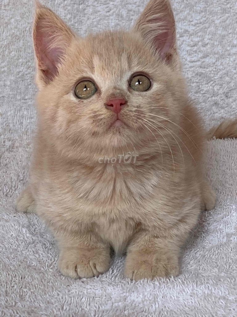 mèo anh lông ngắn cream đực hơn 2th. Mua bán Mèo tại Quận 8 Tp Hồ Chí Minh được đăng bởi Mèo Meo hình 1