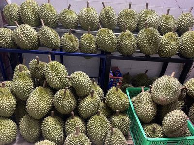 sầu riêng. Mua bán Đồ ăn, thực phẩm và các loại khác tại Thành phố Thủ Đức Tp Hồ Chí Minh được đăng bởi phan thi xuan thu