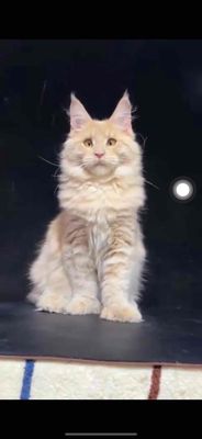 Mèo Maine Coon 4 tháng