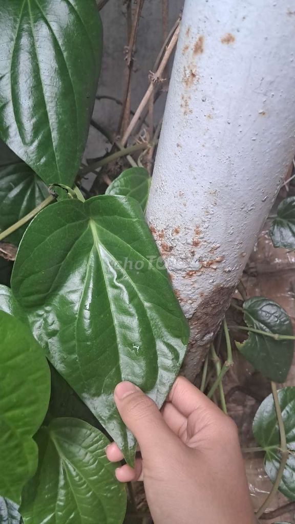 Lá trầu không 0.5kg cúng kiến xông hơi. Mua bán Đồ ăn, thực phẩm và các loại khác tại Thành phố Dĩ An Bình Dương được đăng bởi Kim Thanh hình 1