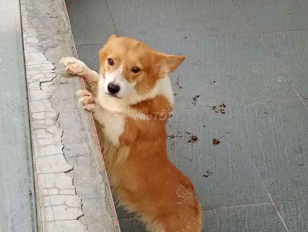 Chó Corgi Cái Hiền Queo . Mua bán Chó tại Thành phố Tây Ninh Tây Ninh được đăng bởi Nhân Rottweiler  hình 1