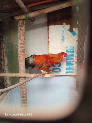 Gà điều vàng 3kg1. Mua bán Gà tại Thành phố Sóc Trăng Sóc Trăng được đăng bởi Hiền