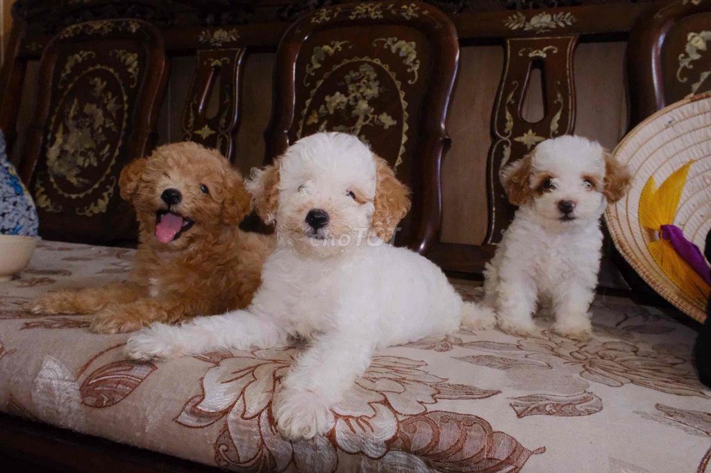 Poodle Tiny Teacup. Mua bán Chó tại Quận Thanh Khê Đà Nẵng được đăng bởi Chan hình 1