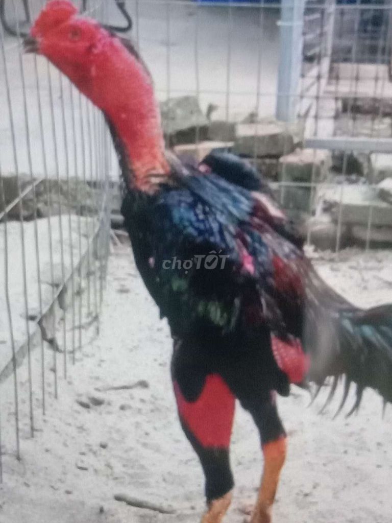 Gà Đòn cao lớn bự đẹp có nhiều. Mua bán Gà tại Huyện Bình Chánh Tp Hồ Chí Minh được đăng bởi Hùng  hình 1