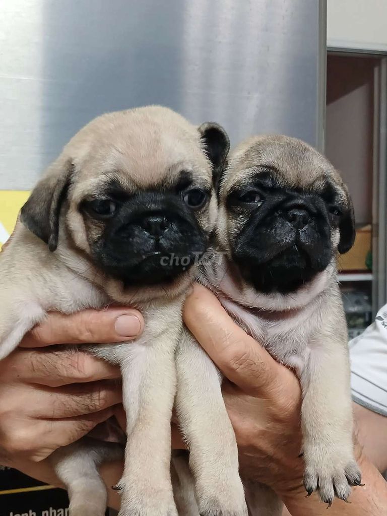 Chó Pug nâu vàng 50 ngày tuổi. Mua bán Chó tại Thành phố Thủ Đức Tp Hồ Chí Minh được đăng bởi Phan Thuỷ Tiên hình 1