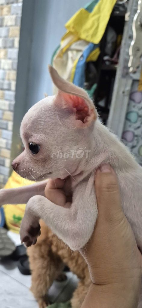 Chó chihuahua màu trắng . 4 tháng. Chó nhà từ nhỏ. Mua bán Chó tại Quận 11 Tp Hồ Chí Minh được đăng bởi Lan Kim hình 1