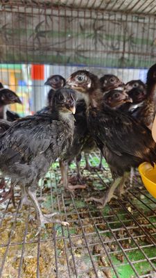 Gà ta đen khỏe mạnh, dễ nuôi thịt. Mua bán Gà tại Quận 11 Tp Hồ Chí Minh được đăng bởi phuong kim huong