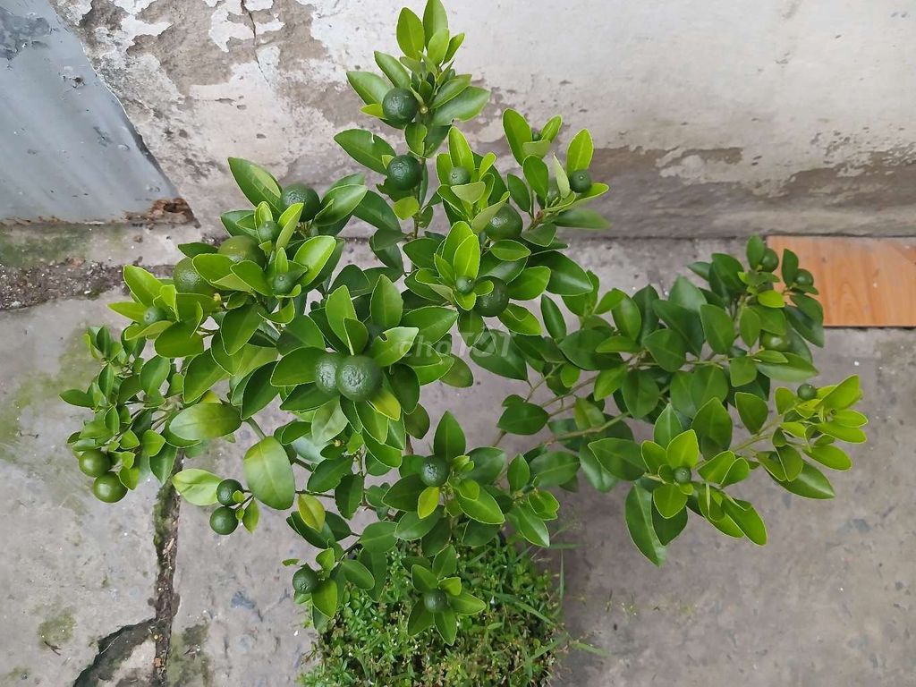 Cây hạnh đang ra trái. Mua bán Cây cảnh, đồ trang trí tại Quận Bình Thuỷ Cần Thơ được đăng bởi khánh hình 1