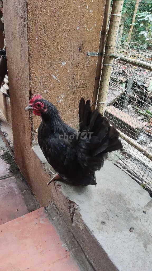 Đôi gà tre Thái Đen 4-5 tháng tuổi. Mua bán Gà tại Huyện Đan Phượng Hà Nội được đăng bởi Nguyễn Viết Dương  hình 1