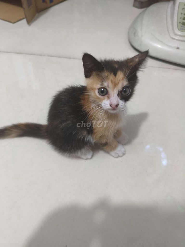 5 Bé mèo con tìm chủ khu vực Phú Nhuận. Mua bán Mèo tại Quận Phú Nhuận Tp Hồ Chí Minh được đăng bởi Quốc Tiến Nguyễn hình 1