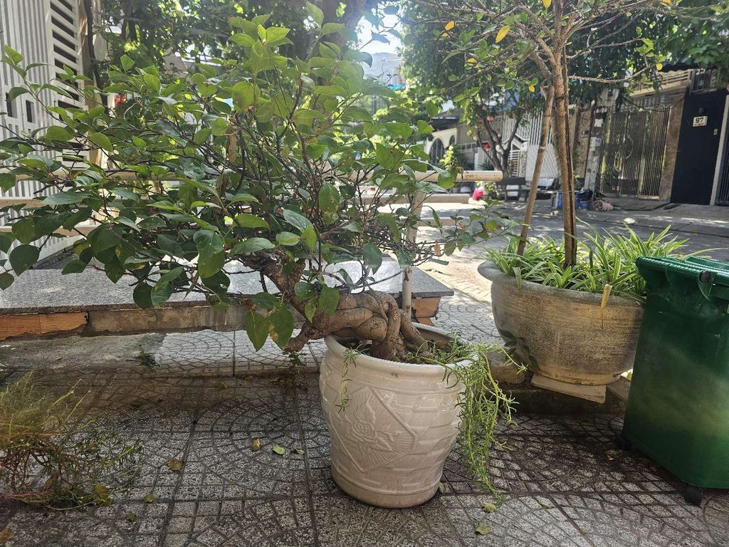 Hoa giấy 3 màu chậu Khỏe. Mua bán Cây cảnh, đồ trang trí tại Quận Sơn Trà Đà Nẵng được đăng bởi Thanh Hào hình 1