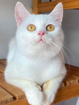 Mèo ALN trắng hơn 7 tháng