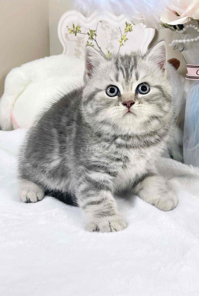 Mèo Anh lông ngắn Sọc Dưa. Mua bán Mèo tại Quận 7 Tp Hồ Chí Minh được đăng bởi ti pet town hình 1