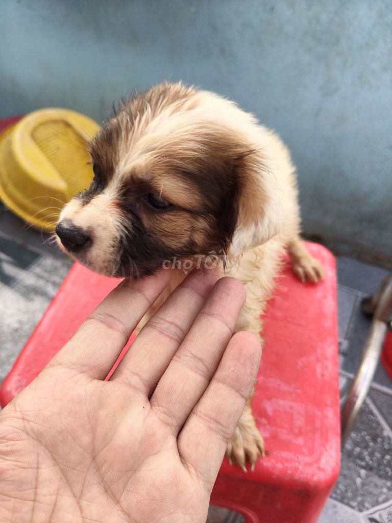 Chó xù lùn Nhật Nâu trắng Đực cái. Mua bán Chó tại Thành phố Dĩ An Bình Dương được đăng bởi Heo hình 1