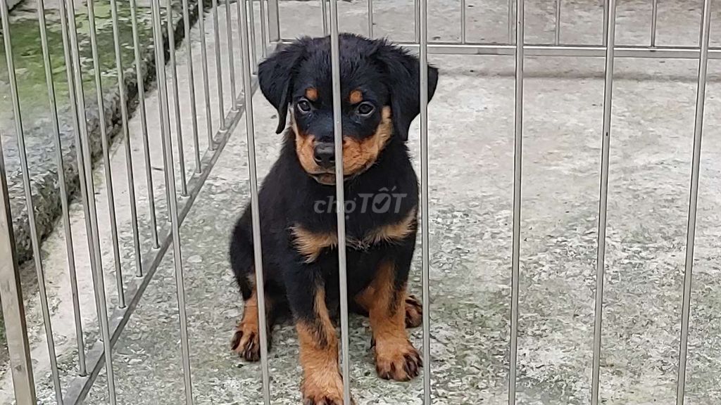 Chó Rottweiler.SG.Thuần