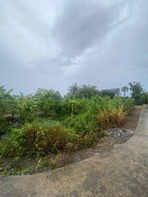 Bán đất rẻ 423 m2 full thổ cư ngay trung tâm thương mại tỉnh Long An. Mua bán đất tại Huyện Tân Trụ Long An được đăng bởi THANH TÙNG