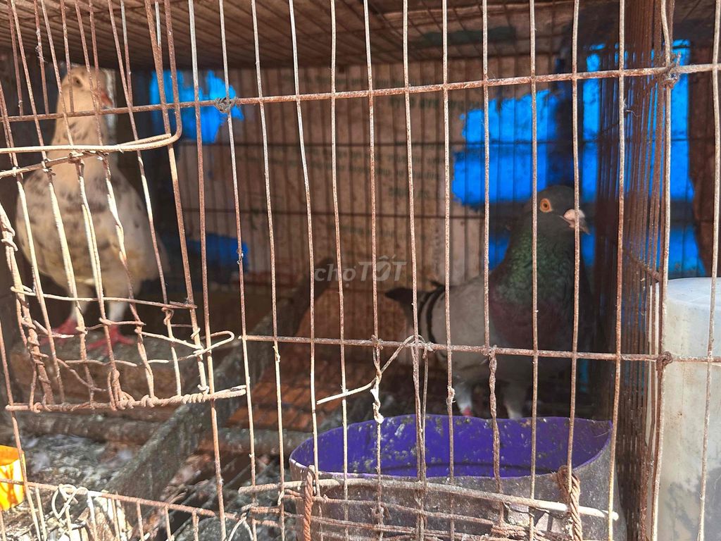 Chim bồ câu nhiều màu khỏe mạnh. Mua bán Chim tại Quận Hoàng Mai Hà Nội được đăng bởi KINGMONKEY hình 1