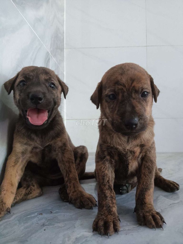 Chó Pitbull lai Phú Quốc màu vện hổ rất đẹp. Mua bán Chó tại Quận 6 Tp Hồ Chí Minh được đăng bởi Tăng Chí Lương  hình 1