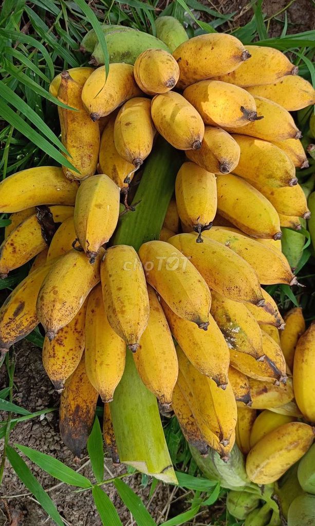 Kẹo Chuối Nước Cốt Dừa Cuộn Bánh Phồng. Mua bán Đồ ăn, thực phẩm và các loại khác tại Huyện Phong Điền Cần Thơ được đăng bởi An Thúy hình 1