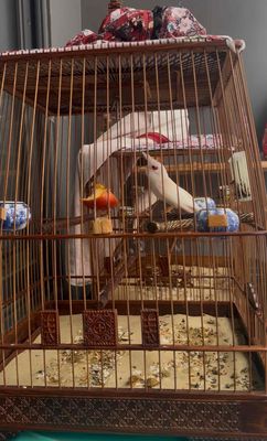 Chim chào mào bạch 10 tháng