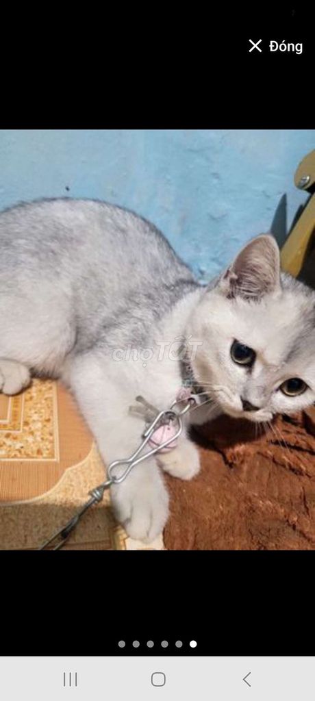 Mèo Anh Long Trắng xám. Mua bán Mèo tại Huyện Xuân Lộc Đồng Nai được đăng bởi Phương Bắc hình 1