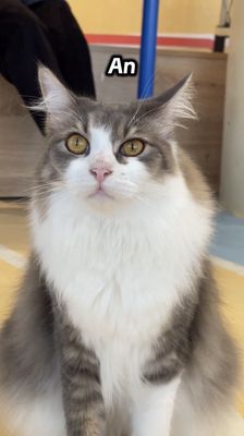 Mèo Maine Coon