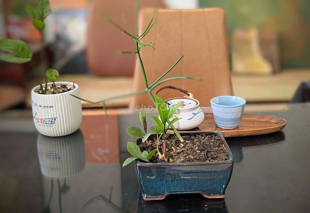 Chậu men hoả biến đã trồng cây Kim tiền Kim giao. Mua bán Cây cảnh, đồ trang trí tại Quận 7 Tp Hồ Chí Minh được đăng bởi Nam An Art Gallery hình 1